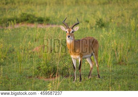 Portrait Of An Ugandan Kob (kobus Thomasi) In Murchison Falls National Park (uganda), Sunny Morning 