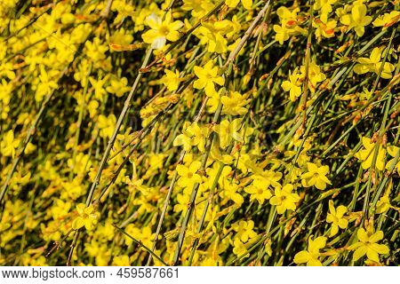 Yellow Winter Jasmine Jasminum Nudiflorum In The Garden