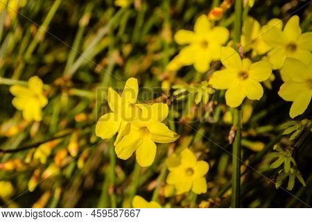 Yellow Winter Jasmine Jasminum Nudiflorum In The Garden