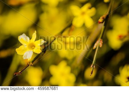 Yellow Winter Jasmine Jasminum Nudiflorum In The Garden