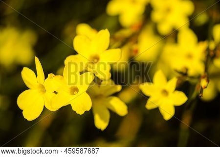 Yellow Winter Jasmine Jasminum Nudiflorum In The Garden