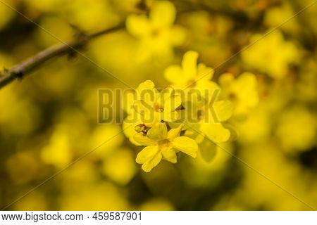 Yellow Winter Jasmine Jasminum Nudiflorum In The Garden