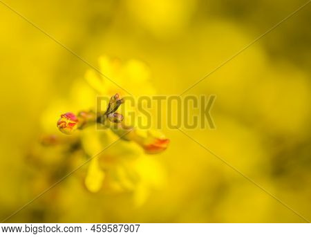 Yellow Winter Jasmine Jasminum Nudiflorum In The Garden