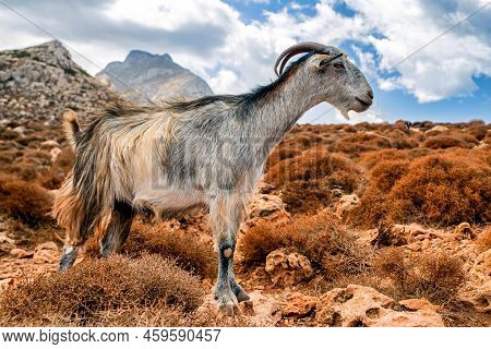 Domestic Goat In Semidesert Rural Country.  Crete Island, Greece