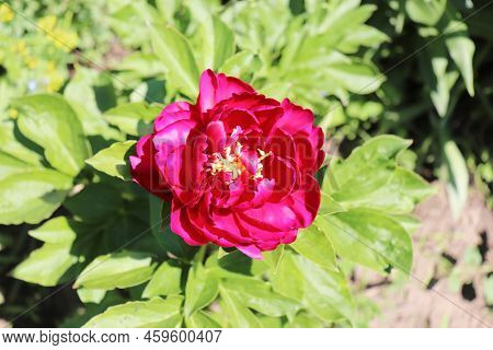 Olf Faithfull. Peony In The Garden. Shot Of A Peony In Bloom Works Perfectly With The Green Backgrou