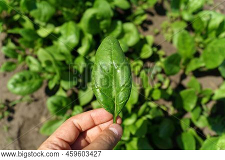 Green Spinach Growing In The Garden On A Vegetable Farm. Healthy Food In Your Own Kitchen Garden
