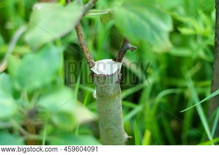Gardening. Graft An Apple Tree. Green Sprouts Of A Grafted Apple. Successful Grafting Fruit Tree