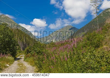 Green Valley, Flowers,  Mountain Peaks Against A Blue Cloudy Sky. Summer Mountain Forest Landscape. 