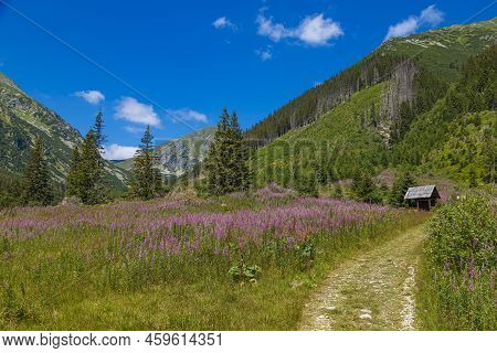 Green Valley, Flowers,  Mountain Peaks Against A Blue Cloudy Sky. Summer Mountain Forest Landscape. 