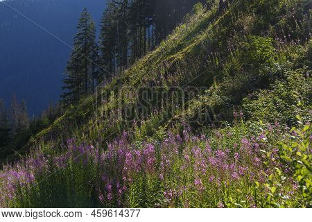 Flowers (epilobium Parviflorum) On A Mountain Slope. Summer Mountain  Landscape. Slovak Nature. Slov