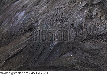 Black  Cemani Chicken Isolated On White Background.