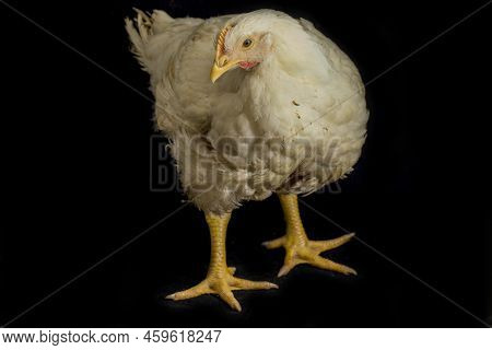 Chicken Broiler Poultry Chicken Coop Meat Isolated On Black Background