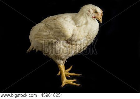 Chicken Broiler Poultry Chicken Coop Meat Isolated On Black Background