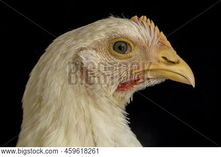 Chicken Broiler Poultry Chicken Coop Meat Isolated On Black Background