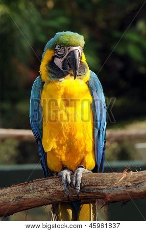 Exotische Papagei