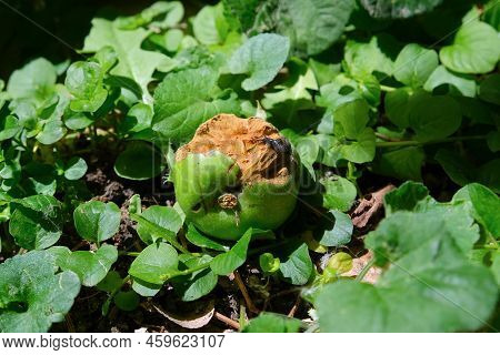 Snail On A Half-eaten Apple Among The Lush Green Foliage Of Plants In The Garden On A Bright Sunny S