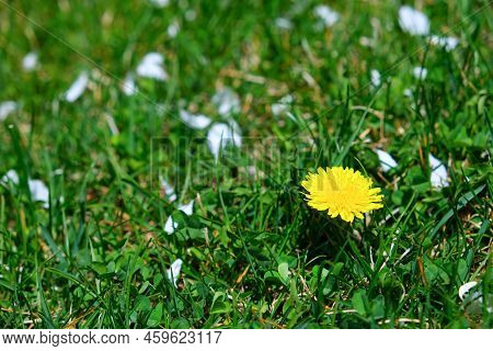 Yellow Dandellion Spring Flower In Green Grass With Fallen Petals Of Blooming Apple Tree. Natural Sp