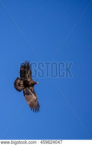 About A Four Month Old Juvenile Bald Eagle (haliaeetus Leucocephalus) Flying In A Blue Sky, With Cop