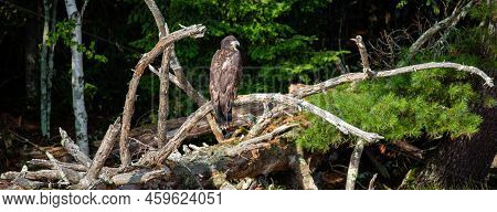 About A Four Month Old Juvenile Bald Eagle (haliaeetus Leucocephalus) Perched On A Branch, Panorama