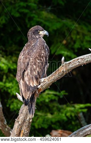 About A Four Month Old Juvenile Bald Eagle (haliaeetus Leucocephalus) Perched On A Branch, Vertical