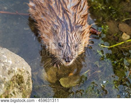 Portrait Of A Muskrat, Ondatra Zibethicus, Rodent Found In Wetlands