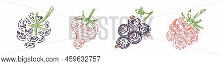 Black Berry, Strawberry, Currant And Raspberry. Fruit Sketch Set. Hand Drawn Vector Illustration. Pe