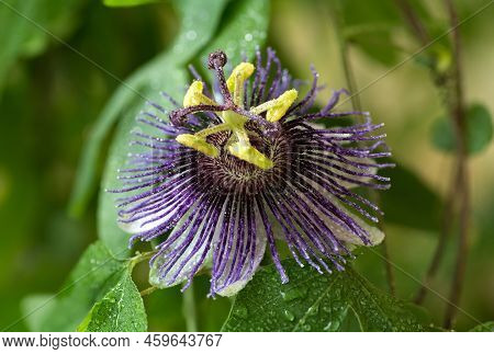Passiflora Violetta. Big Bright Passionflower With Water Drops