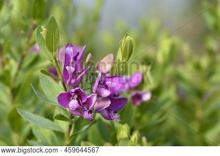 Myrtle-leaf Milkwort Pink Flowers In The Garden