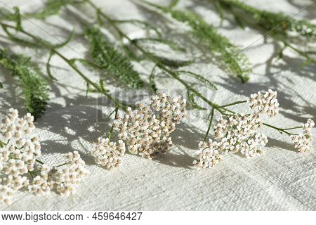 Achillea Millefolium, Commonly Known As Yarrow Or Common Yarrow, Has Been Used For Centuries In Trad