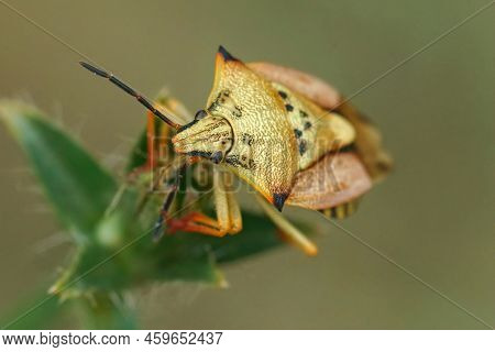 Detailed Closeup On A Colorful Mediterranean Carpocoris Mediterraneus Atlanticus Shieldbug, Against 