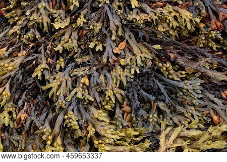 Closeup View Of Bladderwrack Seaweed At A Coastal Shore Location