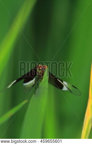Pied Paddy Skimmer Dragonfly (neurothemis Tullia) Sitting On A Grass, Tropical Rainforest In India