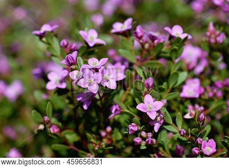 Pink Flowers Of The Australian Native Boronia Crenulata, Family Rutaceae. Known As The Aniseed Boron