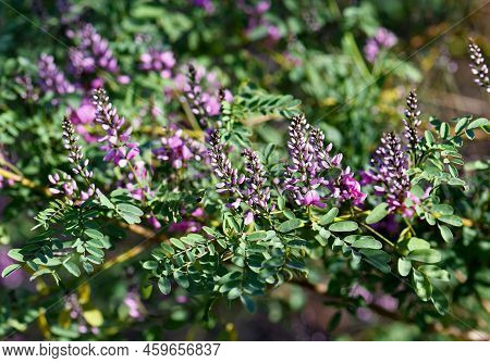 Pink Purple Flowers And Buds Of Australian Native Indigo, Indigofera Australis, Family Fabaceae. Wid