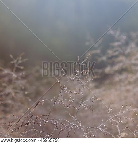 Dew Drops On Beige Nature, Ears Of Grass Are Covered With Countless Drops Of Water.