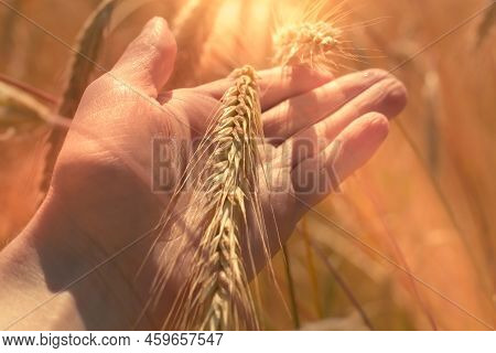 An Agronomist Holds In His Hand Ripe Ears Of Rye In A Field In Orange Warm Light.
