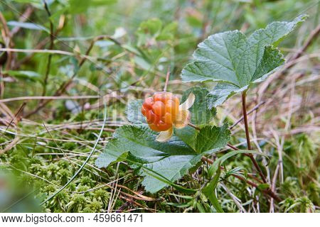 Wild Marsh Berry Cloudberry Ripened In Forest Swamp In Middle Of Summer.