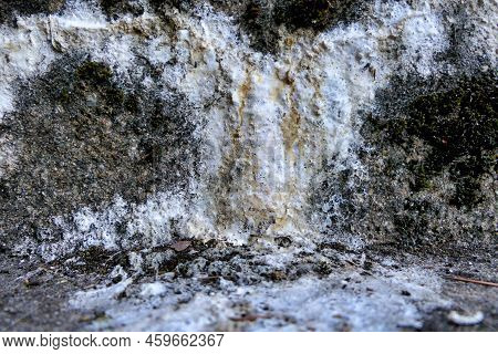 White Substance Oozing From Concrete Steps, Caused By Salts Leeching Through Damp Concrete. Can Be S