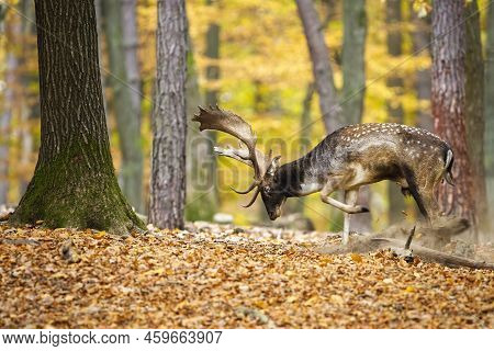Fallow Deer Marking Territory In Color Forest In Autumn