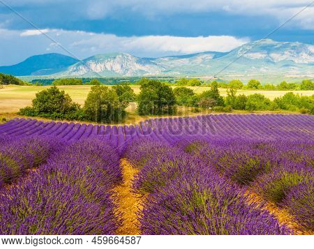 French Landscape With Blooming Lavender Fields And Mountains In Distance. Puimoisson Region, Plateau