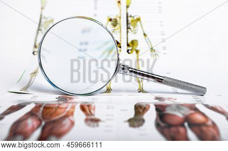Anantomy Medicine Study Concept With Human Body And Magnifier. High Quality Photo