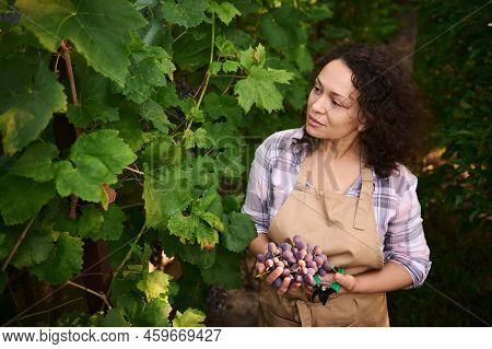Gorgeous Multiethnic Woman, Experienced Viticulturist, Successful Vine Grower In Beige Apron, Harves
