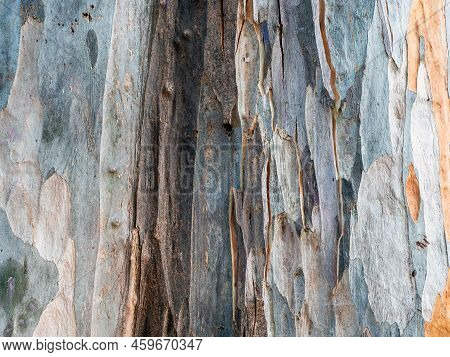Close-up Texture Of Cracked Eucalyptus Globulus Tree Bark
