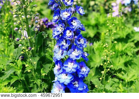 View Of Blooming Delphinium(candle Delphinium,english Larkspur,tall Larkspur) Flowers,close-up Of Bl
