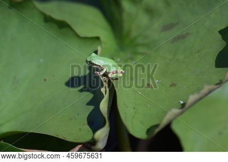 Hyla Japonica ( Japanese Tree Frog ). Body Length About 20 Mm ~ 45 Mm. It Lives On Plants Near The W