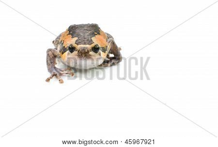 Bullfrog Productions