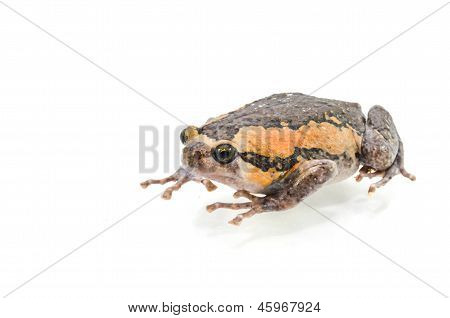 Bullfrog Productions
