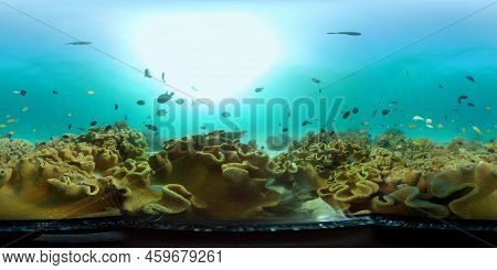 Scene Reef. Marine Life Sea World. Underwater Fish Reef Marine. Philippines. Virtual Reality 360.