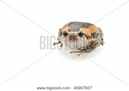 Bullfrog Productions