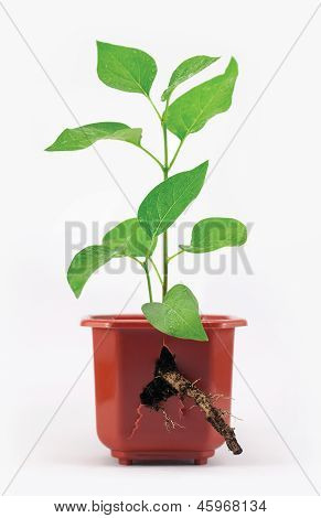 Spruit met wortel en gebroken bloempot